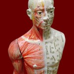 Acupuncture Model